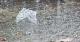 litter-2.jpg
