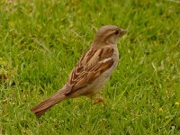 Sparrow9.jpg