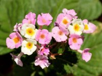 Flowers.jpg