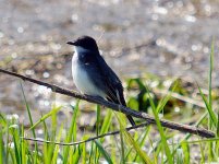 DSC_3157.jpg