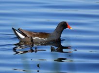 DSC_3176.jpg