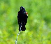 DSC_3179.jpg