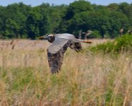 DSC_3206.jpg