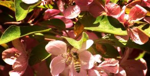 bee.jpg