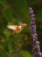 Hummer5.jpg