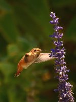 Hummer6.jpg