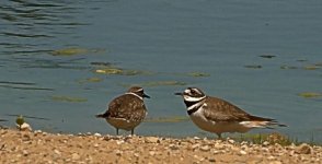2 kildeer.jpg