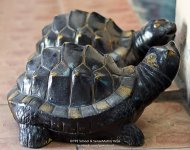 turtles-1.jpg