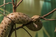 Atlanta-Zoo-4133.jpg