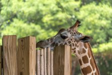 Atlanta-Zoo-4174.jpg