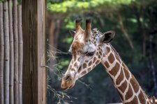 Atlanta-Zoo-4182.jpg