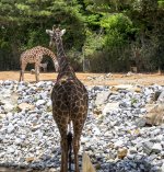 Atlanta-Zoo-4188.jpg