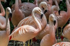 Atlanta-Zoo-4196-2.jpg