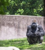 Atlanta-Zoo-4155.jpg