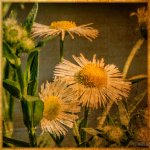 Day145-2.jpg