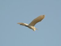 Heron.jpg