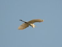 Heron2.jpg