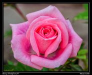 Day143Flower.jpg
