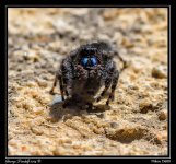 Day145Spider.jpg