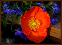 Orange Poppy and Blue Lobelia 2.jpg