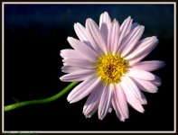 White Daisy.jpg