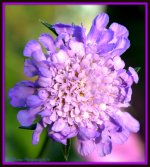 Purple Pincoushion Flower.jpg