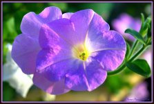 Lavender Petunia's.jpg
