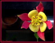 Yellow and Pink Columbine.jpg