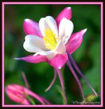 White and Pink Columbine.jpg