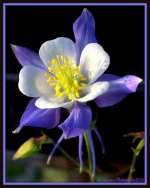 Periwinkle and White Columbine.jpg