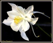 White Columbine.jpg