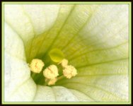White Petunia Close Up.jpg