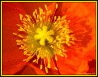 Orange Poppy Close Up.jpg