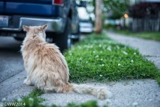 Alley Cat2 (1 of 1).jpg