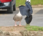 DSC_2580.jpg