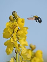 Bee.jpg