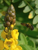 Bee2.jpg