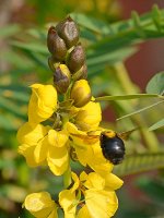 Bee3.jpg