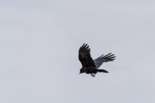 Atlanta-Zoo-4250.jpg