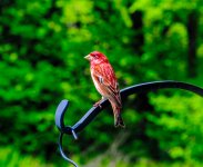 DSC_5176.jpg