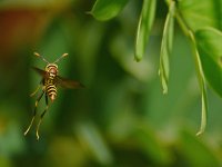 Wasp.jpg