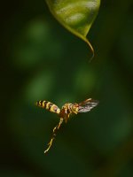 Wasp2.jpg
