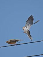 Dove.jpg