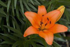 _DSC4288.jpg