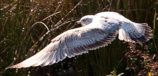 DSC_3516.jpg