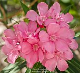 rosa-1.jpg