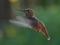Hummer4.jpg