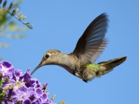 Hummer12.jpg
