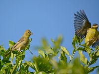 Finches.jpg