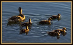 Duck Family.jpg